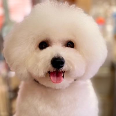 🐶ラム(チワワ)12歳 🐶むぎ(ビションプー)4歳 🐶すず(ビションフリーゼ)2歳 個性的な3姉妹です。犬好きさんとつながりたい☺️ 無言いいね🩷&フォロー失礼いたします🙇無言フォロー歓迎です。