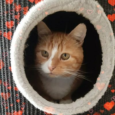 FreddieDeRoKa's profile picture. Feiten & Fabels over FIV & Kattenaids.
Mienister van FIV Saake vanuit het hiernamaals.
Ter nagedachtenis aan ons mannetje
Freddie De Rode Kater 🌈

#poesitief