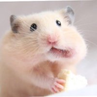 はむ (@hamatpu) 's Twitter Profile