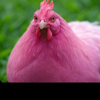 pekeponkoge (@yeh2eifd908uamc) 's Twitter Profile