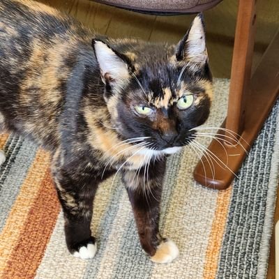 黒猫ノアール🐈‍⬛結🍆さんのプロフィール画像