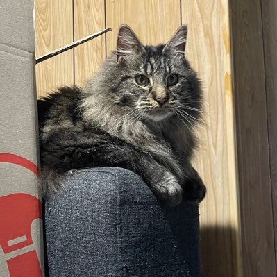 I post stuff relating mostly to my cars or gaming. Maybe sometimes my cat too. Trying to be more active. | AP1 S2000 | G30 540i | MA70 Supra | RB1 Odyssey |