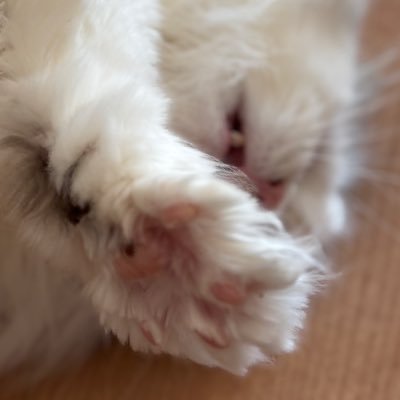 Mimigenomee's profile picture. 気がついたらMiyakeに手が伸びてるズボラ、編み物にハマるPDグレナチュ