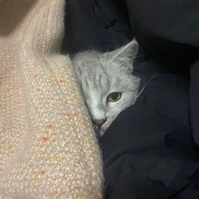 MoJiemo42154's profile picture. /来这里要干嘛/so what？/思念你 小五