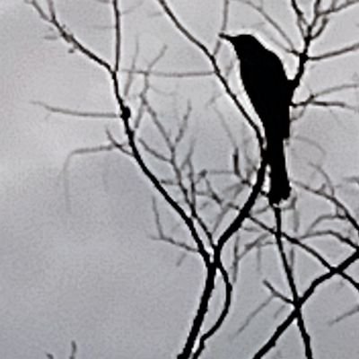 A6500496723123A's profile picture. 匿名Aです