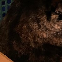 シャチョウ (@ploy_gokigenyo) Twitter profile photo