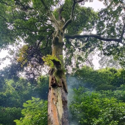 ana_arplos's profile picture. Memayu Hayuning Bawana