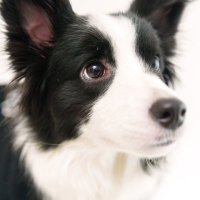 ボーダーコリーのヴィヴィ (@vivienne_bcl) 's Twitter Profile Photo ボーダーコリーのヴィヴィ (@vivienne_bcl) 's Twitter Profile Photo