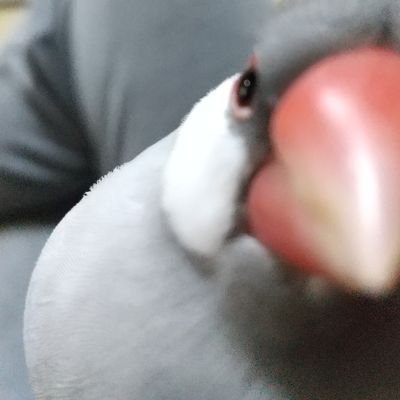 yuzuan9291223's profile picture. シルバー文鳥アンリとシナモンパイド？文鳥モカと妻と暮らしています。ドラクエタクト無課金で復帰。
しかしやはり課金してしまい微課金で楽しんでます。
無言フォロー失礼します。