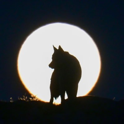 E9F9X's profile picture. 🇹🇷