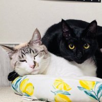 にに (@nini_allen_sol) 's Twitter Profile