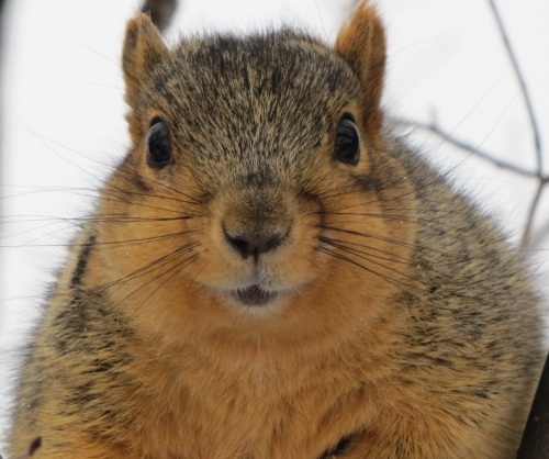 SquirrelSven's profile picture. The official holistic squirrel, I put the nuts where they need  to go.