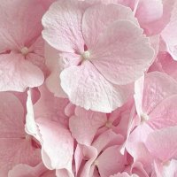 Lucky Curious (@lucky_curious) 's Twitter Profile