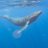 gocean2007111's profile image