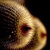 Loucaza (@clapinta) Twitter profile photo Loucaza (@clapinta) Twitter profile photo