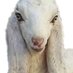 마왕염소 (@_goat99) Twitter profile photo 마왕염소 (@_goat99) Twitter profile photo