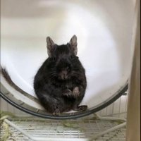 かわぴろ (@b3ar3pi5kx1090) 's Twitter Profile