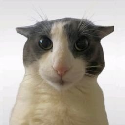 cklium's profile picture. 