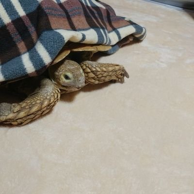 リクガメを飼っています。
見てない時が多いです、ご連絡は以下までよろしくお願いしますnyusekya154@usako.net