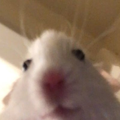 here will be nsfw just that :)
my main account: @Yayamen_
