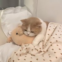 バタピー (@zgggmoiyvimgbgd) 's Twitter Profile