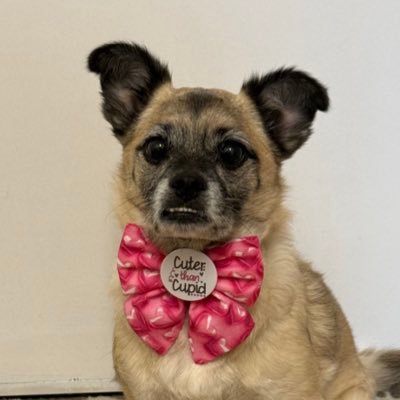 Holly - an adorable Pug/Russell Terrier/Tibetan Spaniel cross born 13 December 2014 and Mum - Pug & Frenchie fan!