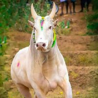 RatnArivu (@ratnarivu) 's Twitter Profile