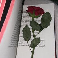 Zeynep (@zeytinmasali) Twitter profile photo