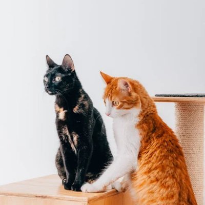 Shaporang_11's profile picture. 25↑성인/알티多/차원연하만먹음
PLAVE💙💜💗❤️🖤/말을걸면대답은합니다 할건하고있음 어덕행덕하는 피곤한 직장인/팔언팔자유 나도 자유/탐꾸담당/냥집사아님/청소자주해서잘없음/내감정에충실할거야