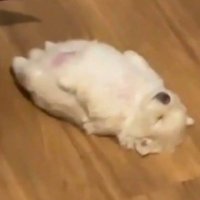 Charmander (@sweetnessjj97) 's Twitter Profile Photo Charmander (@sweetnessjj97) 's Twitter Profile Photo