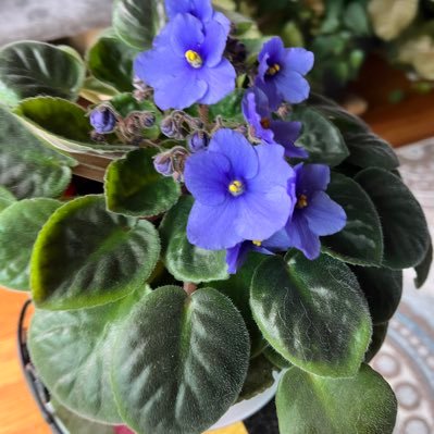 SuzanneHabib's profile picture. Librarian by day; food enthusiast 24/7: Cooking, baking (cookies!), dining out, enjoying wine and cocktails... and eating LOTS of cheese. Cat lover. 🐈🐈‍⬛🐈