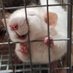 ふぁむ🐀 (@fancyratrat) Twitter profile photo ふぁむ🐀 (@fancyratrat) Twitter profile photo