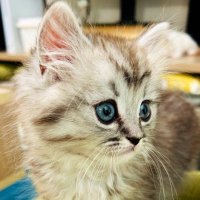 ๐ป๐๐๐ (@leon_minu_cat) 's Twitter Profile