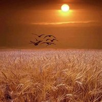 kemence (@kemence21352) 's Twitter Profile