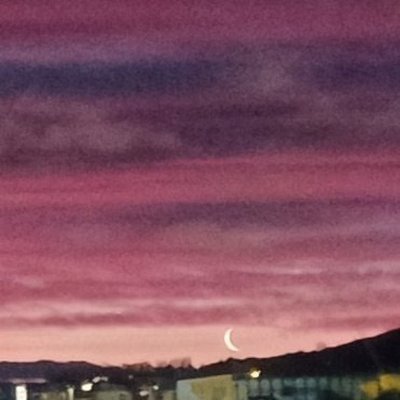 SylvestrisGrump's profile picture. 