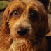 Charlie the Dog (@charliejustadog) Twitter profile photo Charlie the Dog (@charliejustadog) Twitter profile photo