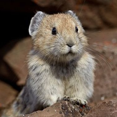 li3be4rabbit's profile picture. 寒い地域の生き物です