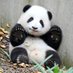 PandaHands74 (@pandahands74) Twitter profile photo PandaHands74 (@pandahands74) Twitter profile photo