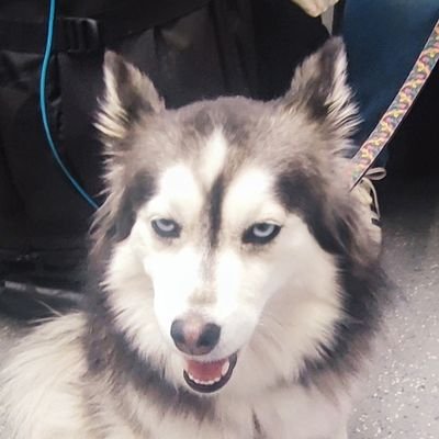 GGasoil's profile picture. La vie est une tragédie lorsqu'elle est observée en gros plan.
Mais c'est une comédie lorsqu'elle est vue de loin.

Charlie Chaplin.