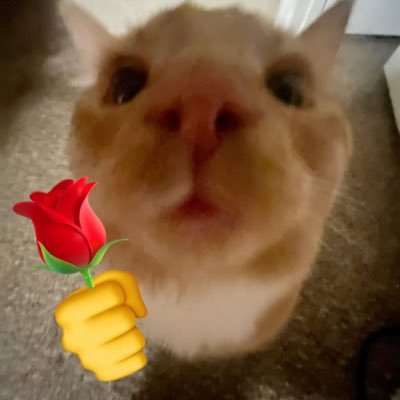 puproro's profile picture. 23yo. he/him