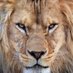 atlas lion (@awalizeln) Twitter profile photo