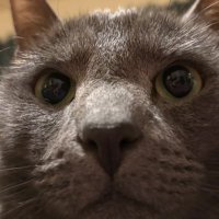 party hat (phil) (@reallylittlecat) Twitter profile photo