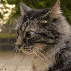 TheXRoads's profile picture. Suspicious Cat... remains suspicious!