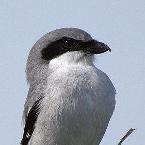 @GreatShrike777