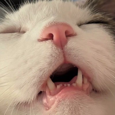 find me as Webkinzfish on all platforms! No more jewelkitty @webkinzfishVT