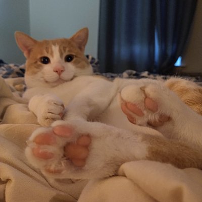 LaurenTotaro's profile picture. 