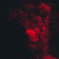 Jackal Twins (@jackaltwins) 's Twitter Profile