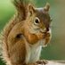 Snarkey Squirrel (@snarkeysquirrel) Twitter profile photo Snarkey Squirrel (@snarkeysquirrel) Twitter profile photo