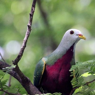 _songnight_'s profile picture. Night/Theri | 🏳️‍🌈 🏳️‍⚧️ | 21+ | habeeb it