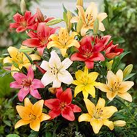 Lirio Azucena Espinoza Quinteros (@quinterosl44998) 's Twitter Profile